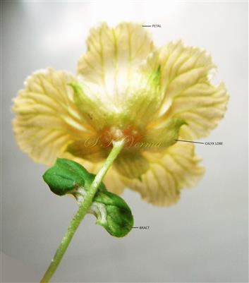  Male Flower (Lower view)